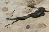 Natrix helvetica