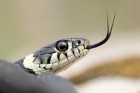 Natrix helvetica