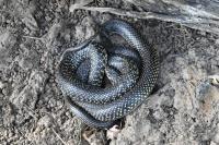 Hierophis viridiflavus