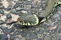 Natrix helvetica