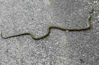 Natrix helvetica