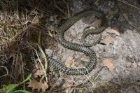 Hierophis viridiflavus