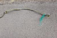 Hierophis viridiflavus