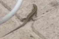 Podarcis muralis