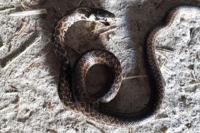Zamenis longissimus