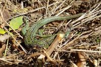 Lacerta bilineata