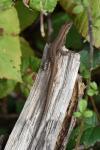 Podarcis muralis
