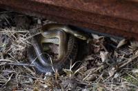 Zamenis longissimus
