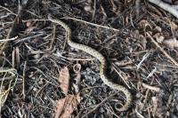 Vipera aspis