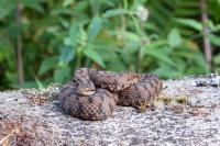 Vipera aspis