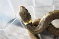Natrix helvetica