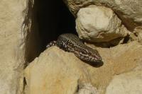 Podarcis muralis