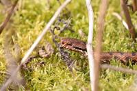 Vipera aspis