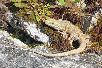 Podarcis muralis