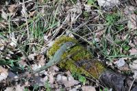 Lacerta bilineata