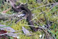 Anguis fragilis