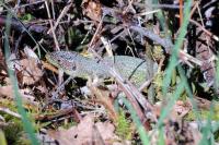 Lacerta bilineata
