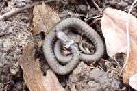 Natrix helvetica