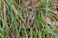 Anguis fragilis