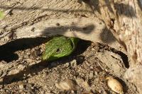 Lacerta bilineata
