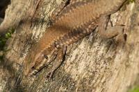 Podarcis muralis
