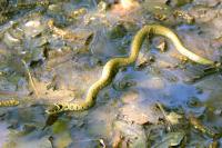 Natrix helvetica
