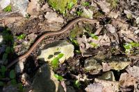 Anguis fragilis