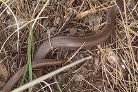 Anguis fragilis