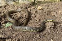 Hierophis viridiflavus