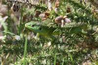 Lacerta bilineata