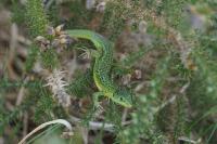 Lacerta bilineata