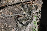 Hierophis viridiflavus