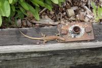 Podarcis muralis