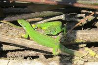 Lacerta bilineata