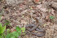 Zamenis longissimus