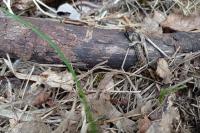 Zamenis longissimus