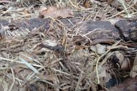 Zamenis longissimus