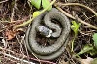 Natrix helvetica