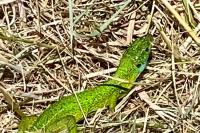 Lacerta bilineata
