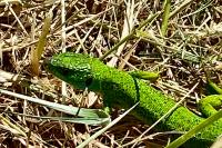 Lacerta bilineata
