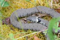 Natrix helvetica