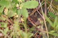 Vipera aspis