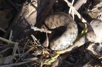 Vipera aspis