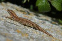 Podarcis muralis