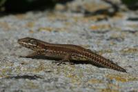 Podarcis muralis