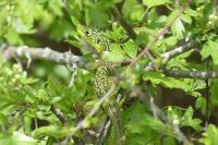 Lacerta bilineata