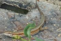 Podarcis muralis