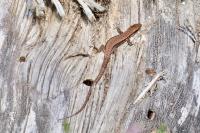 Podarcis muralis