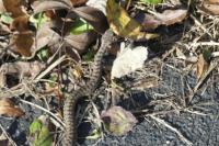Vipera aspis