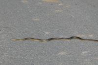 Zamenis longissimus